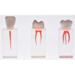 Endodontyczny zestaw treningowy (3 bloczki z koronami)