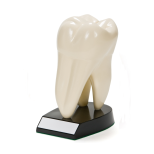 Model zęba trzonowego
